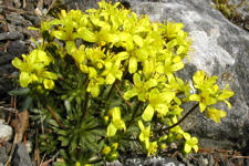 Draba