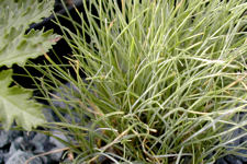 Festuca