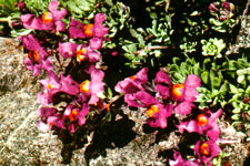 Linaria